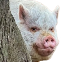 :big_pig: