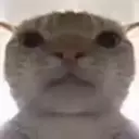 sus