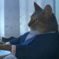 should_cat